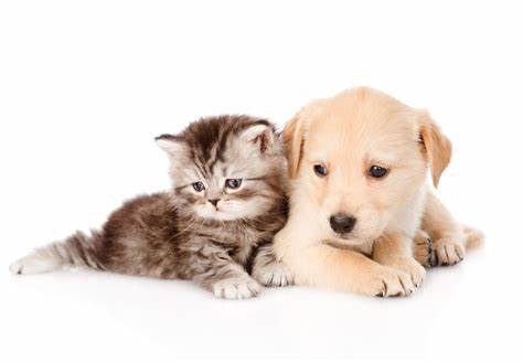 Humane Society of Wabash County to host inaugural meeting